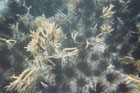 oursins et coraux